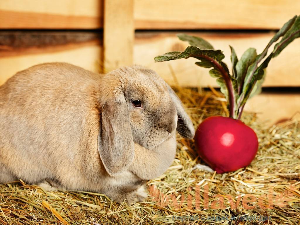 Комбикорм для кроликов: состав и как давать, заваривать, сколько нужно, суточный рацион, сколько съедает в месяц