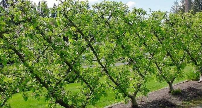 Обрезка яблони, когда и как правильно ее делать, в том числе особенности формирования кроны на разных этапах развития растения