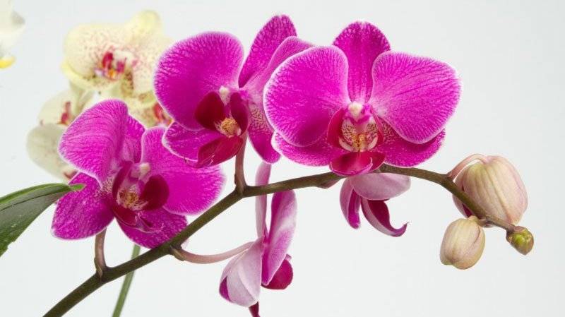 По каким причинам опадают бутоны у орхидеи