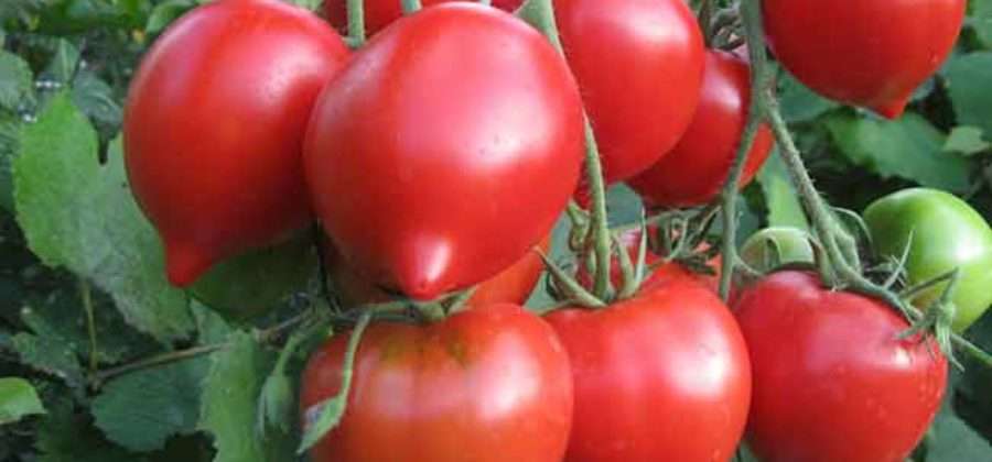 Ирина: описание сорта томата, характеристики помидоров, выращивание