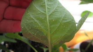 Почему листья перца покрываются пупырышками: причины, методы лечения