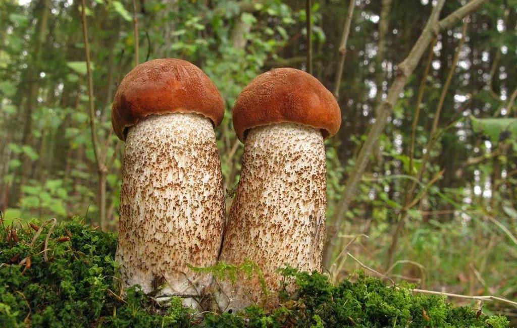Как выглядит гриб подберёзовик, его описание и цвет