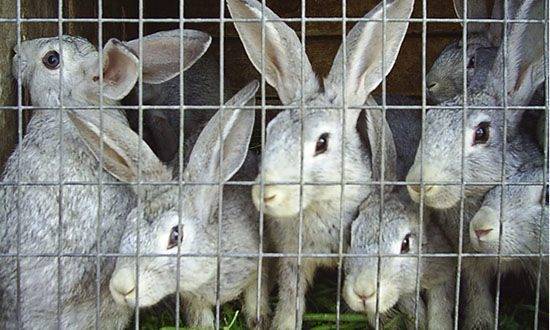 Разведение кроликов как бизнес: выгодно или нет