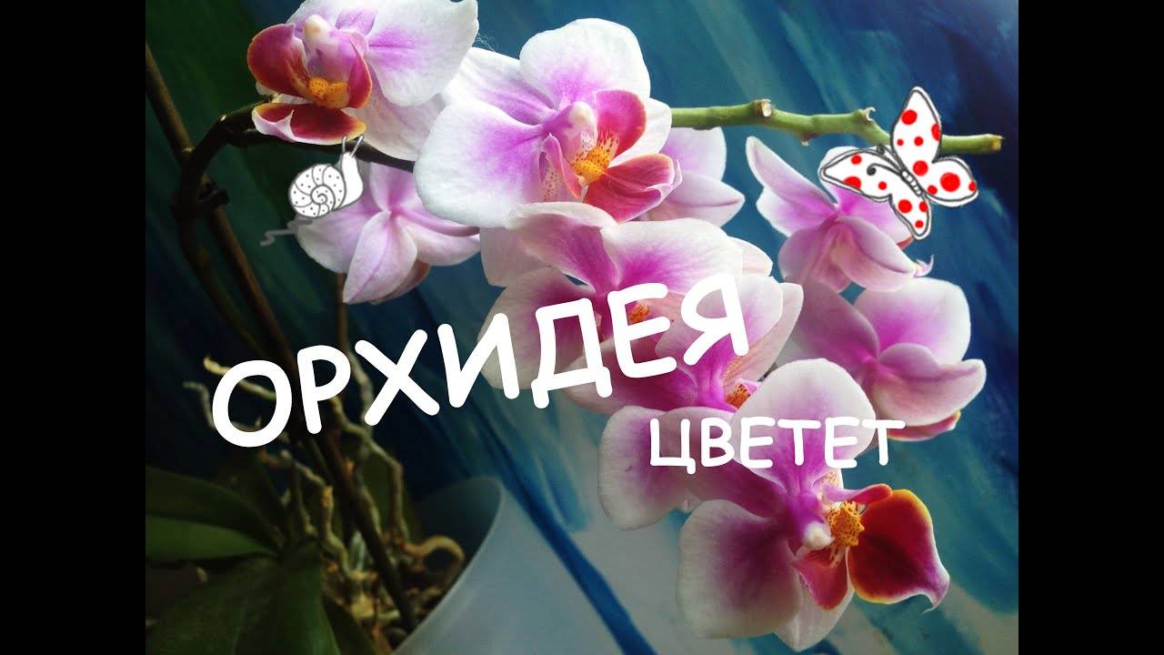 Капризы эпифитов: как заставить орхидею выпустить несколько цветоносов, если она упрямится и не даёт даже одного?