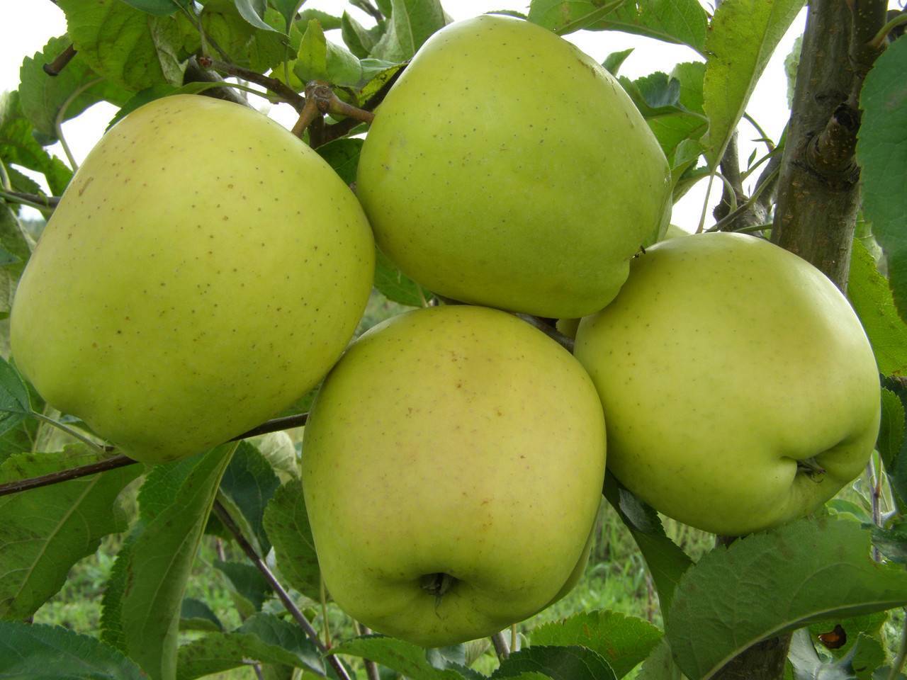 Яблоня "голден делишес": описание сорта, фото, отзывы