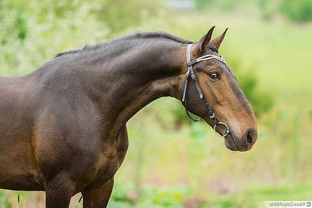Черный конь - особенности и разновидности вороной масти, рекомендации по уходу за вороной лошадью
