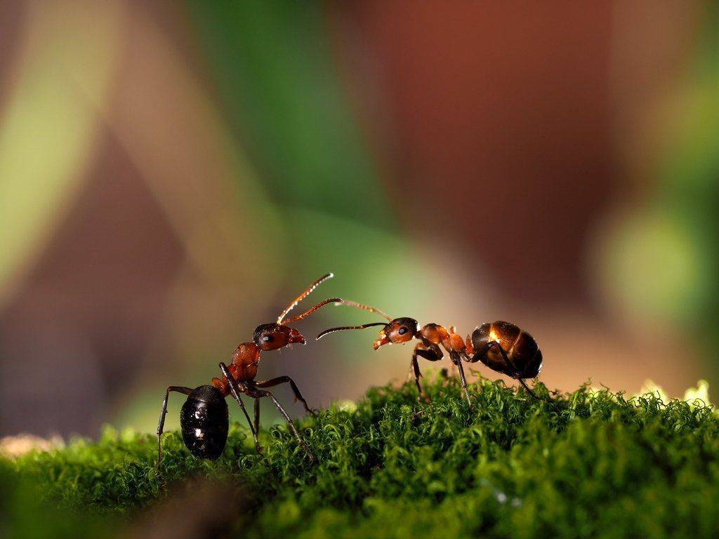 Как избавиться от муравьев в теплице навсегда