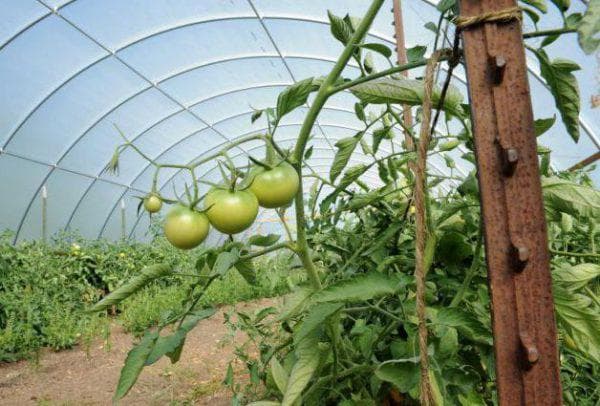 Спасаем помидоры от фитофторы в теплице причины заболевания