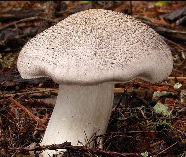 Грибы рядовки - описание, виды съедобные и ядовитые, особенности и разновидности грибов