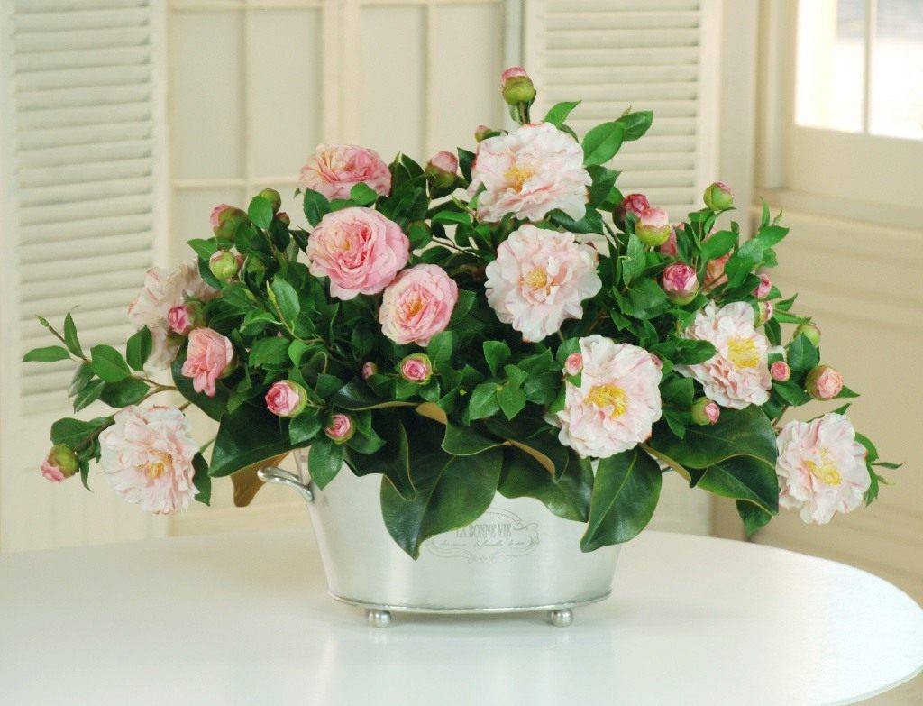 Комнатный цветок камелия: разновидности с фото, рекомендации по уходу в домашних условиях