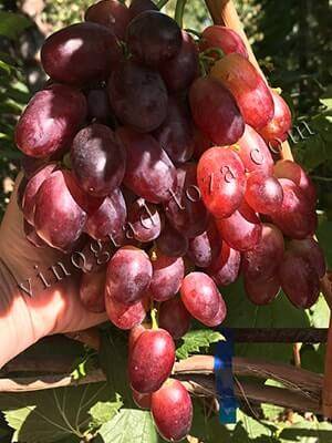 Виноград софия: описание, фото и отзывы