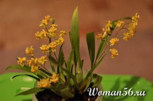 Орхидея лудизия: уход в домашних условиях, размножение, пересадка, субстрат