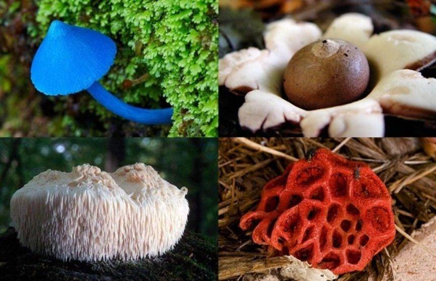 Необычные грибы мира фото и название: пальцы дьявола, ушки..