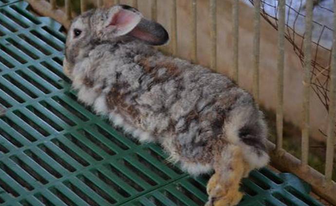 Лекарства для кроликов: ампролиум, сурфагон, байтрил и другие