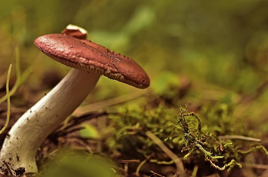 Съедобные грибы подмосковья; где и когда их собирают