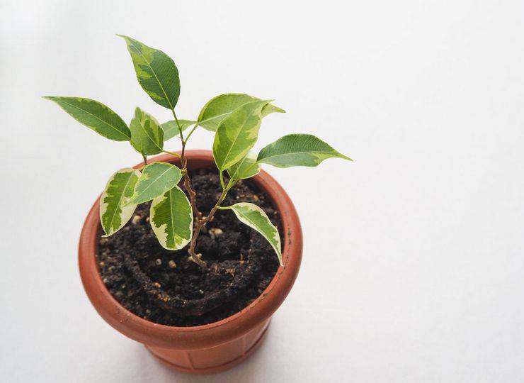 Фикус карликовый: выращивание и уход за растением в домашних условиях, вид ползучий и пумила, фото
