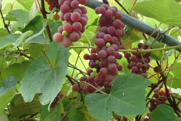 Виноград лидия: описание сорта, фото и урожайность