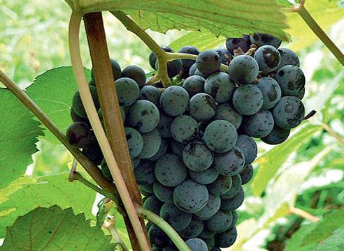 Виноград триумф, описание сорта винограда триумф