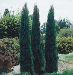 Можжевельник скальный (горный, juniperus scopulorum): фото, описание, сорта, размеры, посадка и уход, размножение