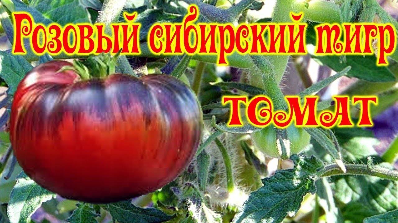 Томат сибирский тигр: характеристика и описание индетерминантного сорта с фото