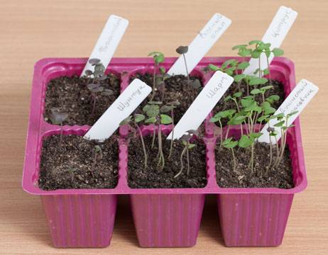 Как посадить базилик семенами, в том числе в открытом грунте