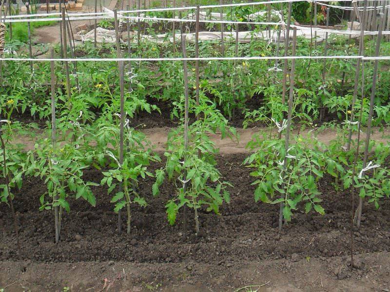 Рассада помидоров в теплице или парнике: как вырастить и каковы плюсы, минусы такого метода?