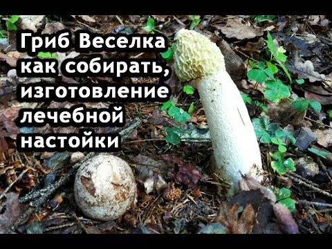 Гриб весёлка обыкновенная