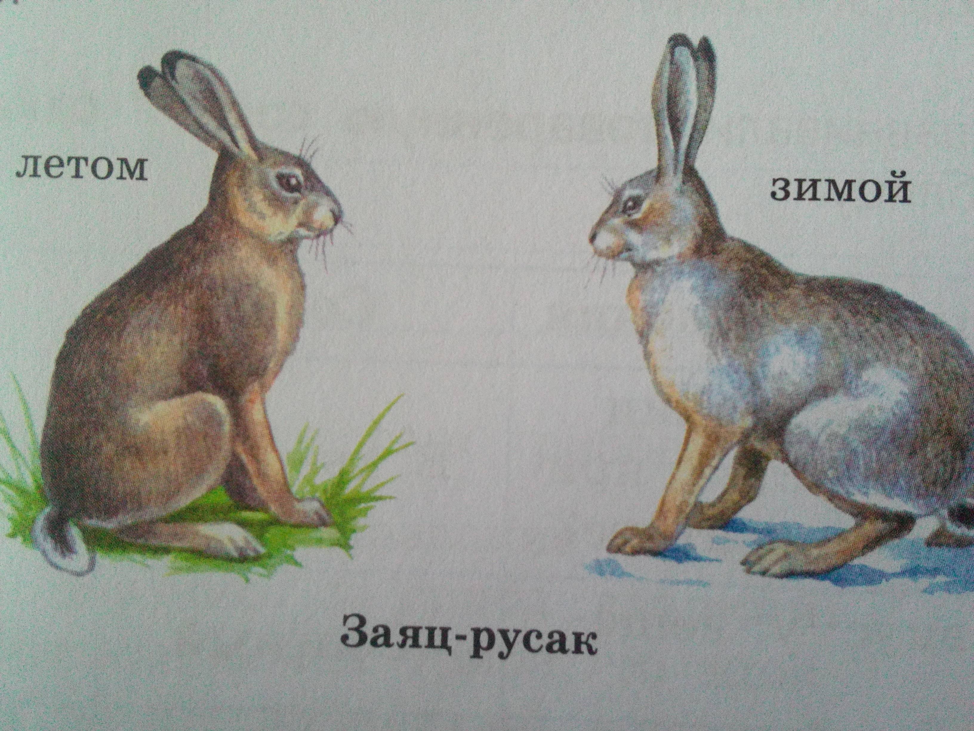 Заяц русак и заяц беляк: описание, распространение, сходство и отличие