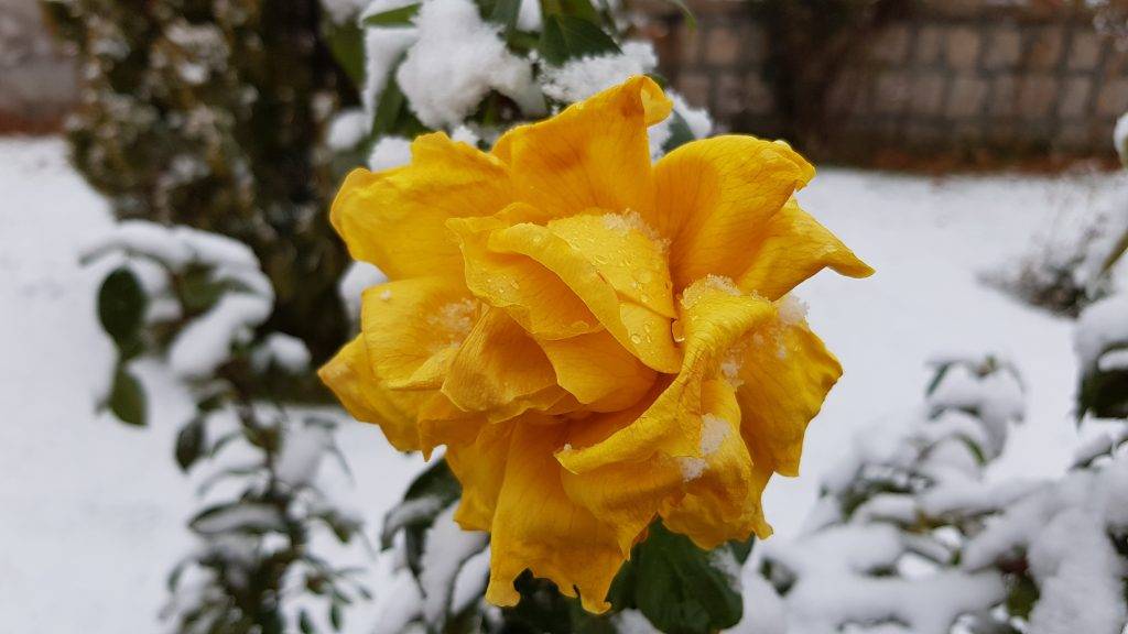 Как укрыть розы на зиму (осенью): 3 основных способа укрытия королевы цветов