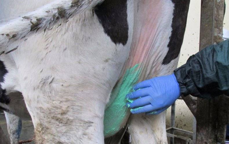 Противомаститные препараты. для коров без ограничения и не влияющие на качество молока