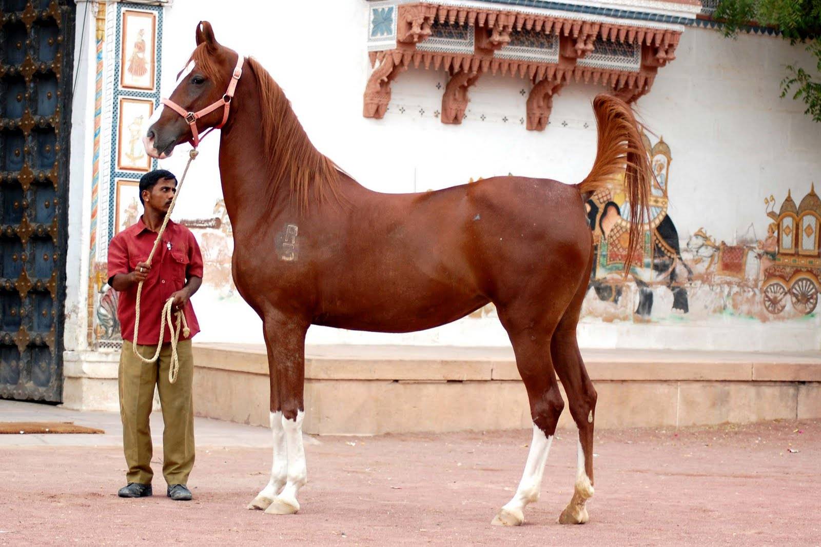 Марвари лошадь. образ жизни и среда обитания лошади марвари - jurnalodache