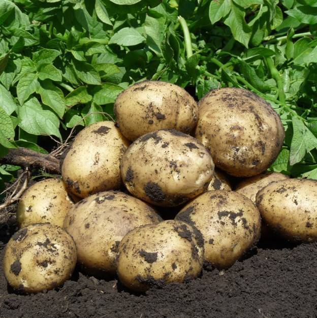 Картофель "коломбо": описание сорта, фото, отзывы