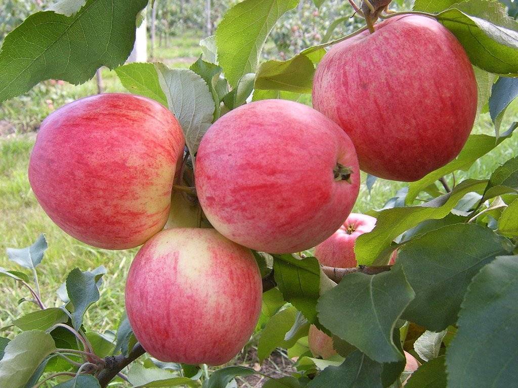 Жигулёвское — испытанный временем поздний сорт яблок