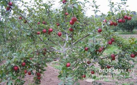 Яблоня коваленковское: описание сорта, фото, особенности выращивания