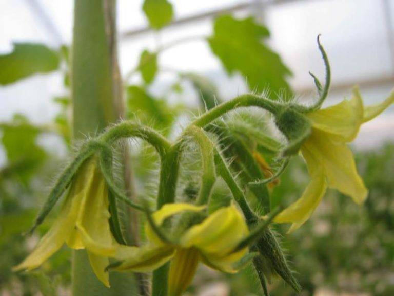 Пустоцвет на помидорах в теплице: что делать — selok.info