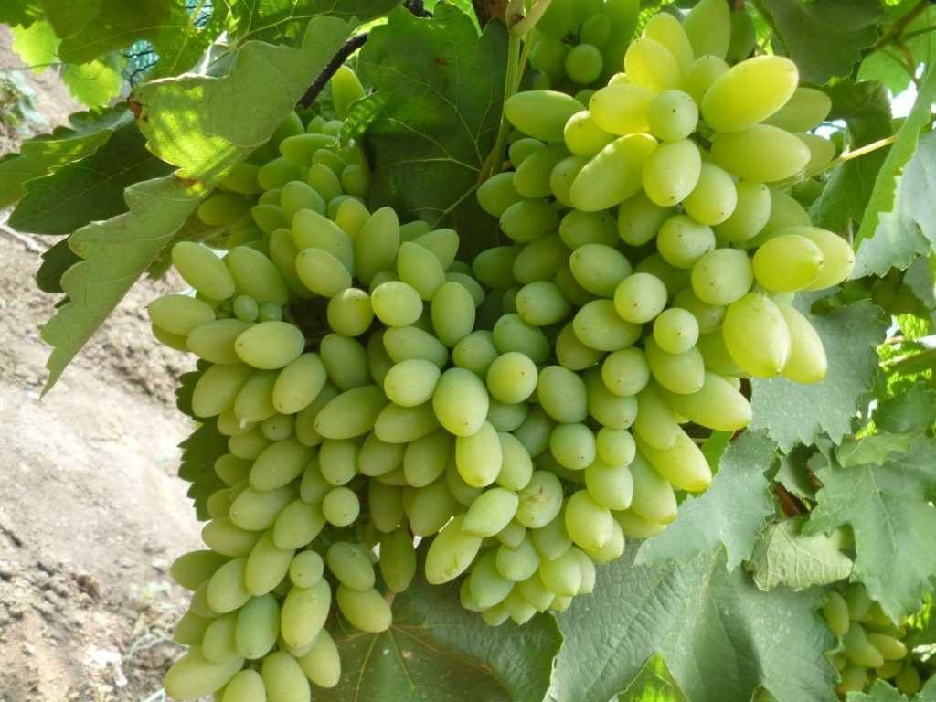 Виноград "каталония": характеристика и описание особенностей неприхотливого сорта