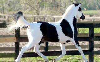 Американский пейнтхорс. порода лошадей. фото и описание