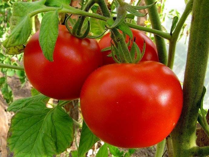 Как правильно подкормить помидоры в открытом грунте