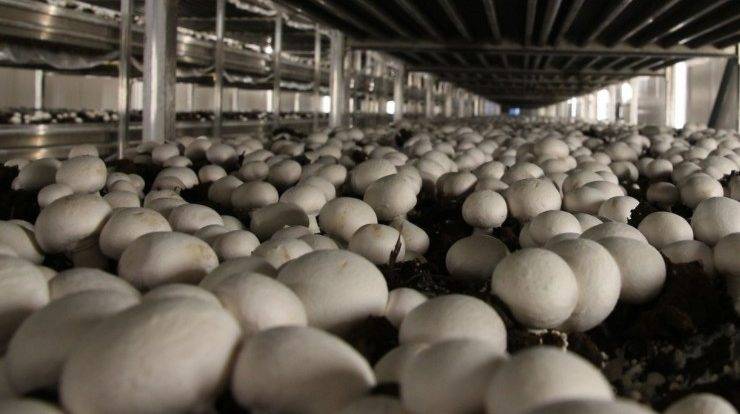 Выращивание грибов, как бизнес ? - краткий бизнес-план с расчетами