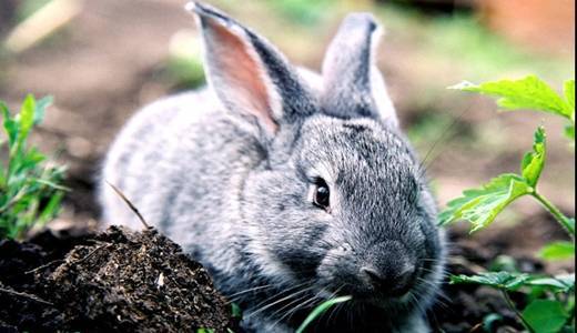 Болезни лап у кроликов, причины их возникновения и лечение 2021