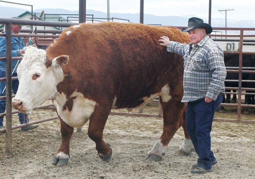 Сколько весит теленок: что влияет на формирование массы тела, правила откорма, особенности взвешивания