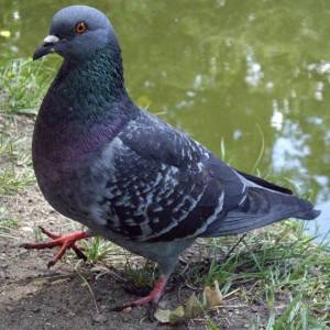 Сизый голубь: описание породы, фото