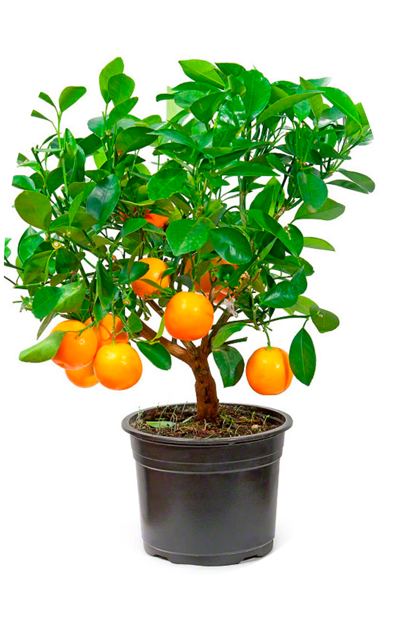 Апельсин – описание, виды и сорта, как растут, гибриды, фото