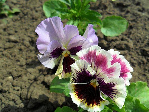 Выращивание цветка виола из семян. рекомендации по посадке на рассаду и высадке в грунт, популярные сорта