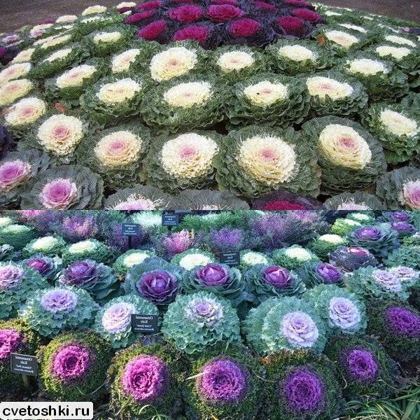 5 необычных видов капусты, которые нужно обязательно выращивать. описание, фото — ботаничка.ru