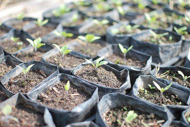 Как посеять и вырастить рассаду баклажанов