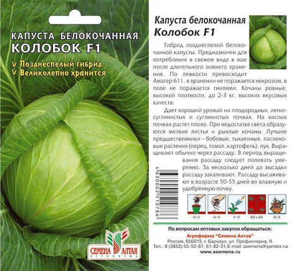 Капуста колобок: характеристика и описание сорта, фото, как выглядит рассада и взрослое белокочанное растение, схема распределения семян