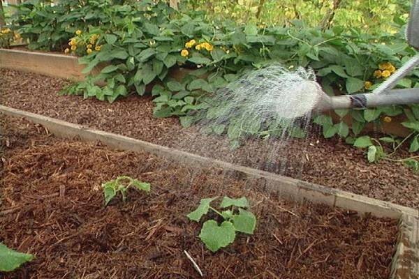 Огурцы в теплице — как правильно их поливать после посадки, существующие методы полива