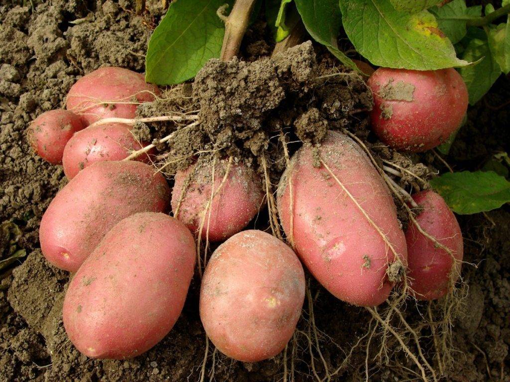 Сорт картофеля «кемеровчанин» – описание и фото