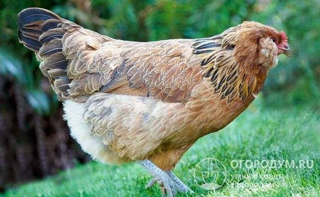 Описание редкой породы кур амераукана: разведение, экстерьер курицы и петуха